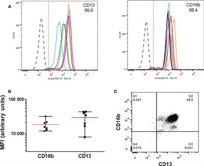 Crosslinking of membrane CD13 in human neutrophils mediates phagocytosis and production of reactive oxygen species, neutrophil extracellular traps and proinflammatory cytokines